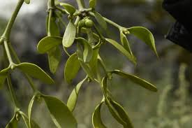 Image result for Viscum shirense