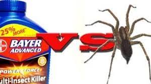 Spiders Vs Bayer Advanced Power Force Multi Insect Killer Youtube