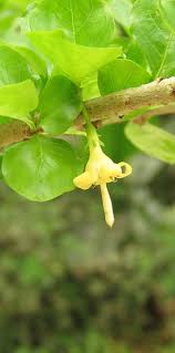 Image result for Coddia rudis