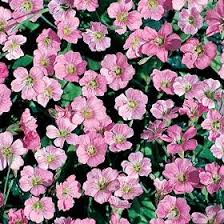 Image result for Illigera pentaphylla