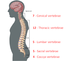 Sigel , scott buxton and george prudden. Learn Axial Skeleton In 4 Minutes