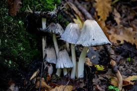 Image result for Coprinus lagopus