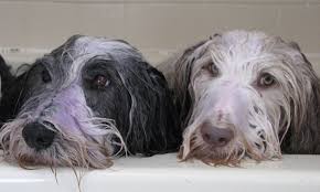 They are very intelligent, friendly, agile, balanced, active, healthy dogs with interrogative expressions on their face. Grooming Bcagility