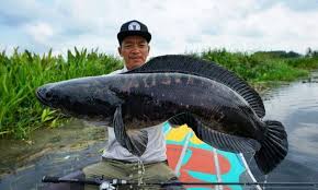 Ikan air tawar juga memiliki kandungan asam lemak dan kalsium yang tinggi dibandingkan air laut. 15 Spesies Ikan Air Tawar Terbaik Negara Part 2 Umpan