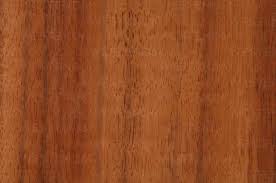 Image result for Staudtia