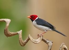 We did not find results for: Yellow Billed Cardinal Ebird