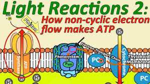 Photosynthesis The Light Reactions Part 2 How Non Cyclic Electron Flow Makes Atp V2 Light Reaction Photosynthesis Science For Kids