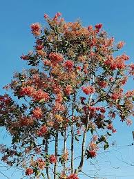 Image result for Triplaris americana