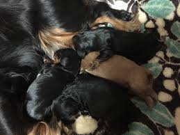 Check out the size, lifespan, temperament, price & facts. Cavalier King Charles Spaniel Puppies For Sale Berwick Pa 312184