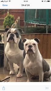 By the middle of the 1800s, the sport was todays olde english bulldogge matches the looks of the bull baiting dog of the early 1800s. Tri Coloured Olde English Bulldog In Wa7 Runcorn For 1 500 00 For Sale Shpock