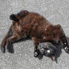 Check spelling or type a new query. Pettrac Official Uk Pet Microchip Database 24hr Reunification Database