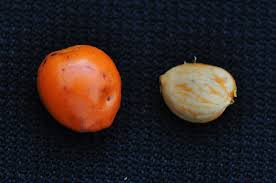 Image result for Cassinopsis ilicifolia