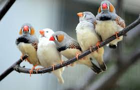 Many young ones die during the flight learning process. Keeping Different Birds Together Keeping Pet Finches