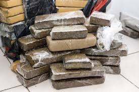 Segurança: Polícias apreendem 107 toneladas de drogas de janeiro a ...