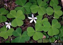 Image result for Olax aschersoniana