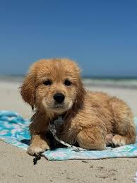 My new baby girl Daisy 🥰🐾. She's been with us for about 2 months now. I  had to work