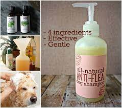 Dog Flea Shampoo Recipe 4 Ingredients Video Instructions Dog Shampoo Homemade Dog Shampoo Dry Dog Shampoo