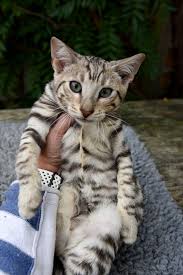 We did not find results for: Silver Toyger Cat Novocom Top