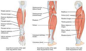 Insertions of the extrinsic foot muscle tendons on the plantar surface of the foot. File 1123 Muscles Of The Leg That Move The Foot And Toes Jpg Wikimedia Commons