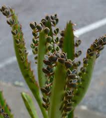 Image result for Kalanchoe daigremontiana