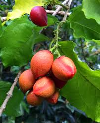They are some of the biggest living organisms on the planet and they give. Tropical Taste Of Hawaii The Peculiar Peanut Butter Fruit Dengarden