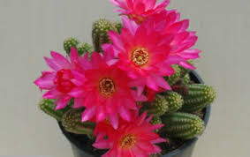 Make sure during the day, they get bright light, but no sun. Plants Seeds Bulbs Chamaelobivia Yellow Bird Peanut Cactus Echinopsis Chamaecereus Hybrid Rare Garden Patio Cruzeirista Com Br