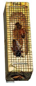 Queen bees for sale throughout the season. Queen Bee Saskatraz Shipped Mann Lake Ltd