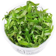 Image result for Heteranthera callifolia