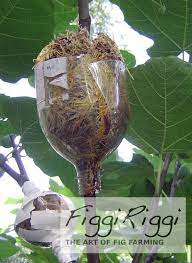This is method # 3 in the 4 techniques of grafting fruit trees post. Pin On Fruit Trees