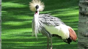 Non mi sento tanto bene. Influenza Aviaria Allarme In Romagna Agronotizie Zootecnia