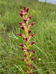 Image result for Disa brevicornis