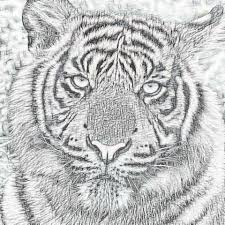 See more ideas about tiger drawing, drawings, animal drawings. Tiger Pencil Drawing Free Stock Photo Public Domain Pictures