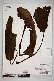 Image result for Pycnanthus