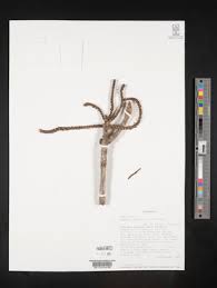 Image result for Cussonia zimmermannii