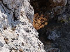 Image result for Physotrichia heracleoides