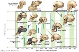 Human Evolution Increasing Brain Size Britannica