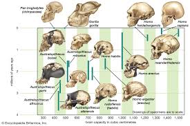 human evolution increasing brain size britannica