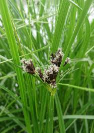 Image result for Bolboschoenus