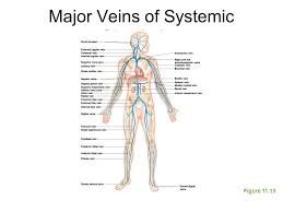 Maybe you would like to learn more about one of these? The Cardiovascular System Ppt Video Online Download