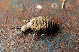 Semoga video puter albino lokal manggung gacor ini bermanfaat untuk sobat gacorkeun. Undur Undur Makanan Burung Perkutut Agar Rajin Bunyi Burungnya Com