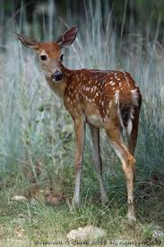 Don T You Look Back Animals Beautiful Cute Animals Deer Pictures