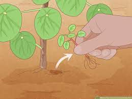 Pilea peperomioides (/paɪˈliːə pɛpəˌroʊmiˈɔɪdiːz/), more commonly known as chinese money plant, pancake plant, ufo plant, lefse plant, missionary plant,' bender plant'or mirror grass, is a species of flowering plant in the nettle family urticaceae. 3 Ways To Take Care Of A Chinese Money Plant Wikihow