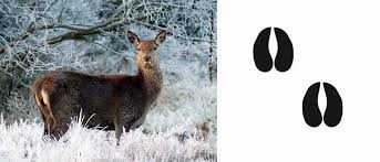 Kostenlose lustige und einfache rätsel für kinderg. Spuren Im Schnee 5 Spuren Fur Tierische Detektive Bluhendes Osterreich