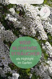 Weiss Bluhende Straucher Straucher Garten Weiss Bluhende Straucher Pflanzen