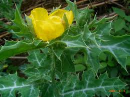 Image result for Argemone mexicana