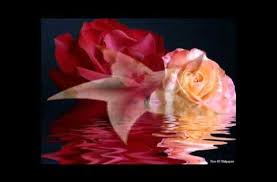 Hqdefault Jpg 480 360 Skeeter Davis Rose Songs