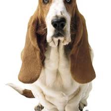 Oct 09, 2020 · if made from just cornmeal, hush puppies will fall apart in the oil. 34 Women S Hush Puppies Collection Ideas Hush Puppies Puppies Collection