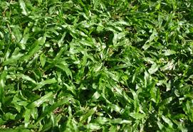 Image result for Axonopus compressus