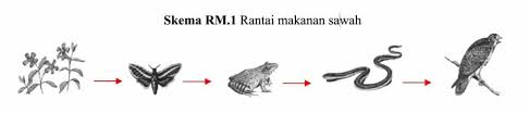 Dalam hal tersebut, tanaman berperan sebagai produsen yang bisa membuat makanan sendiri atau sering dikenal sebagai organisme autotrof dengan bantuan sinar matahari. Rantai Makanan Pengertian Jenis Jaring Contoh Gambar