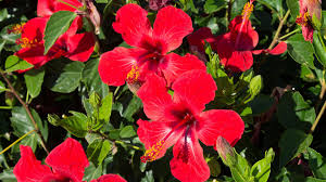 6,000+ vectors, stock photos & psd files. Hibiscus Wallpapers Top Free Hibiscus Backgrounds Wallpaperaccess